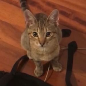 Meet your Posher, Blythe